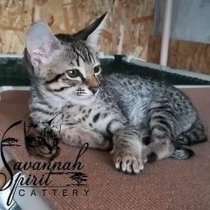 Meet your Posher, Trina